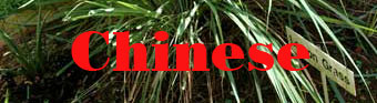 Chinese Cuisine