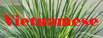 Vietnamese Cuisine